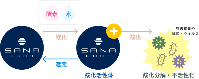 酸化活性体／酸化分解・不活性化